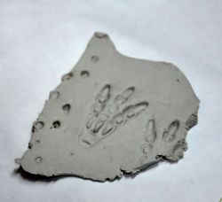 fossile
